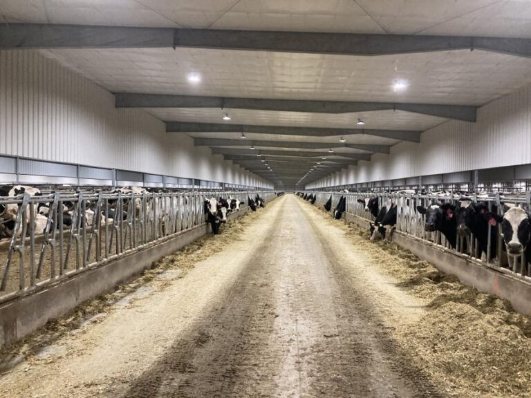 ACE Dairy Cattle Farm Project with IP67 LED Hight Bay